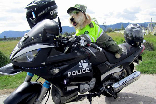 бродячий пёс стал полицейским
