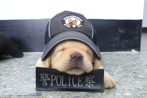 самые милые полицейские собаки