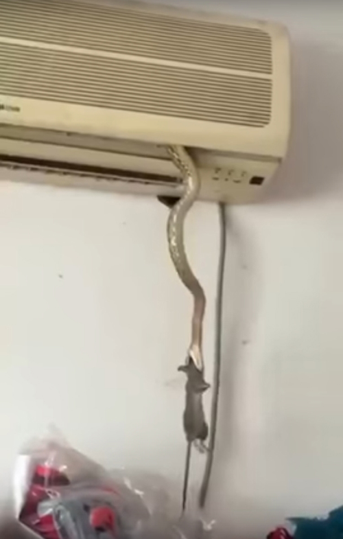 голодная змея убила крысу