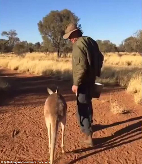 кенгуру обнимает спасителя
