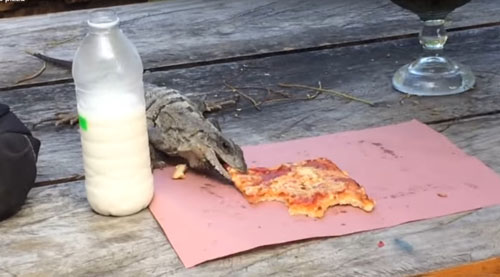 игуана украла пиццу