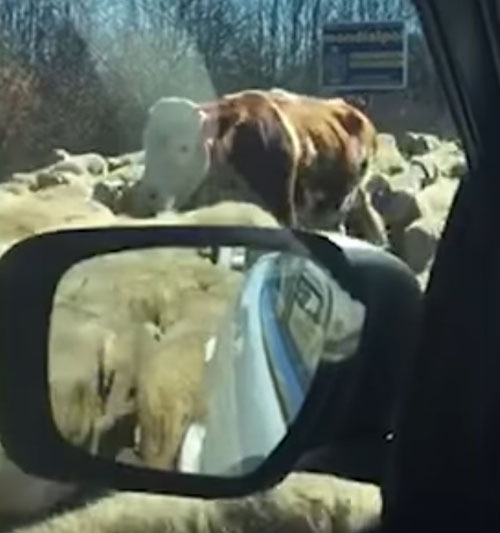 столпотворение овец на шоссе