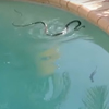змея и ящерица в бассейне