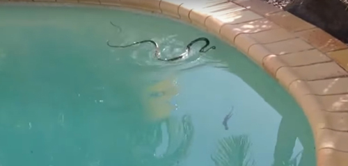 змея и ящерица в бассейне