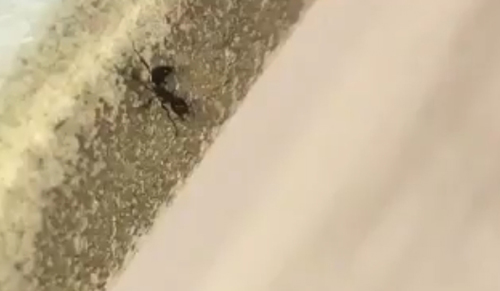 муравей принёс собрата в жертву
