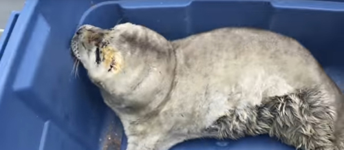 недоношенный детёныш тюленя
