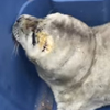 недоношенный детёныш тюленя