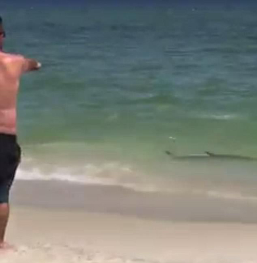 акула приплыла на пляж