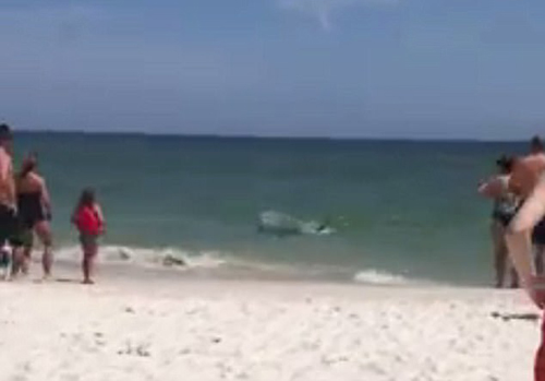 акула приплыла на пляж
