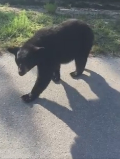 медведь пообщался с полицейским