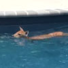 олень купается в бассейне