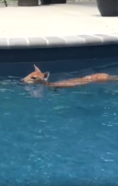олень купается в бассейне