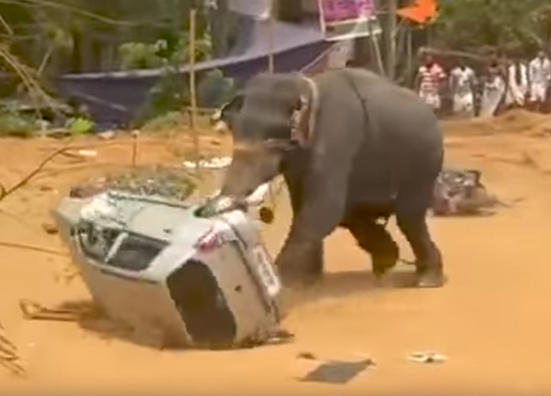 слон перевернул автомобиль
