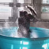 горилла танцует в ванне
