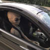 пассажир инопланетянин в машине