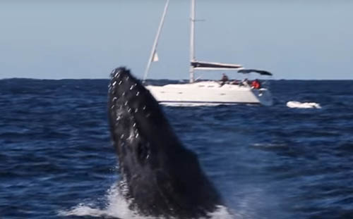 кит сто раз выпрыгнул из воды