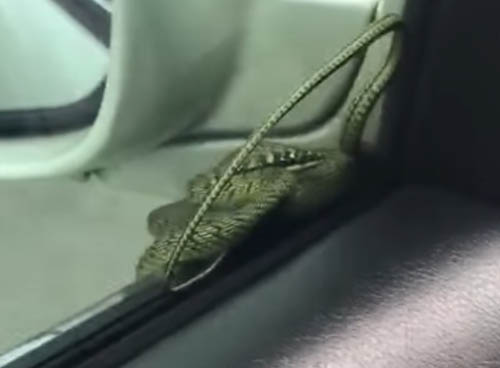 змея прокатилась на машине