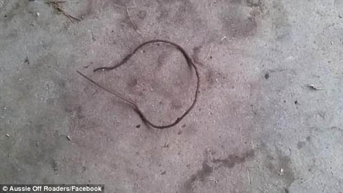 червь похож на кусок верёвки