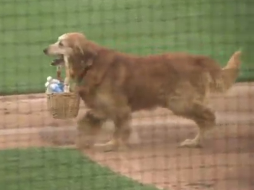 пёс на бейсболе подаёт воду