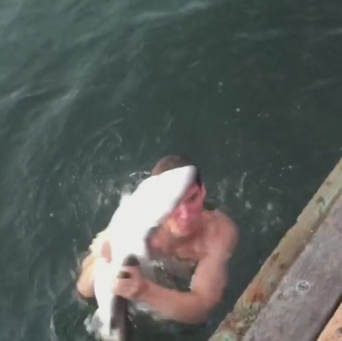 смельчак руками поймал акулу