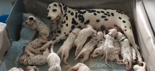 собака родила 18 щенков