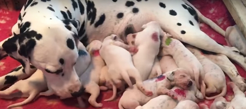 собака родила 18 щенков