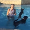 пёс плавает на спине друга