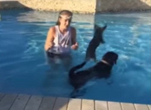 пёс плавает на спине друга