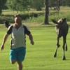 лось погнался за гольфистом