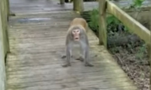 обезьяны напали на туристов