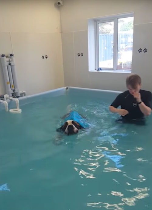 пёс учится плавать