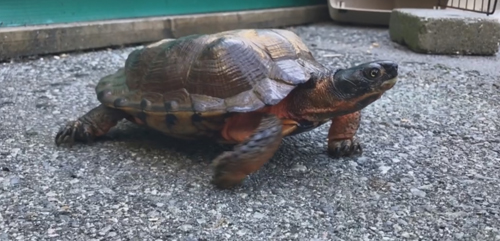 редкая черепаха на улице