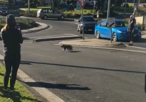 коала перешла дорогу