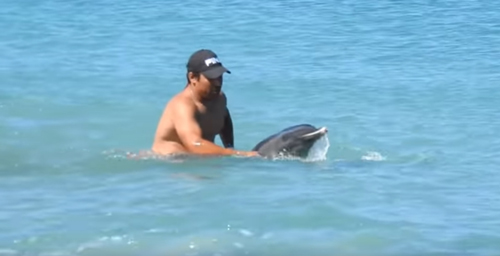 семья отдыхающих спасла дельфина