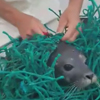 тюленя освободили из сети