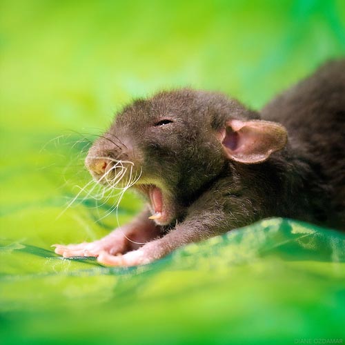милые фотографии крыс