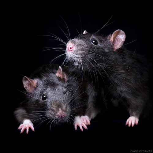 милые фотографии крыс