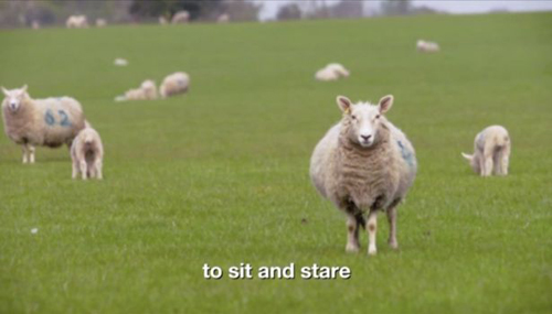самый скучный фильм с овцами