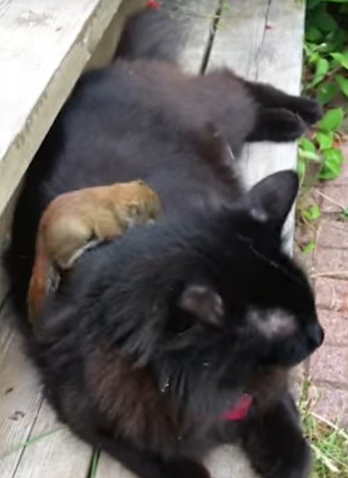 бельчонок дружит с кошкой