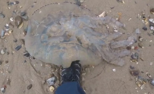 необычайно крупная медуза