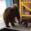 медведей прогнали со склада