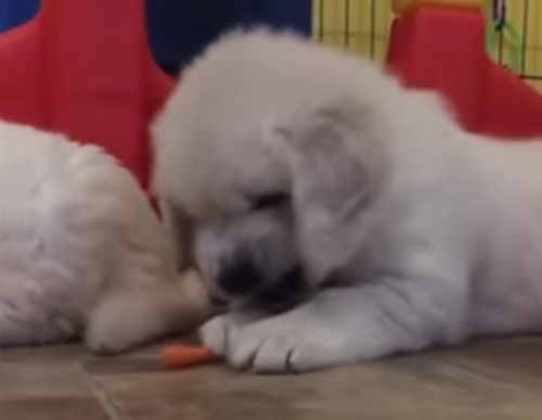 щенок разгневался на морковку