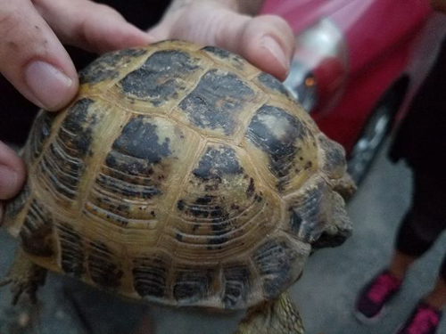 черепаха нашлась через 3 года