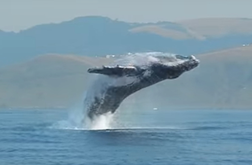 кит выпрыгнул из воды