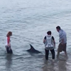 спасение заблудившегося дельфина