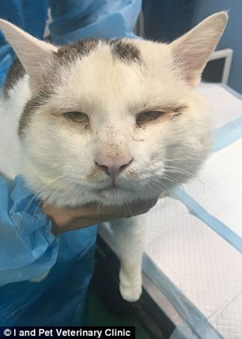 операция изменила жизнь кота