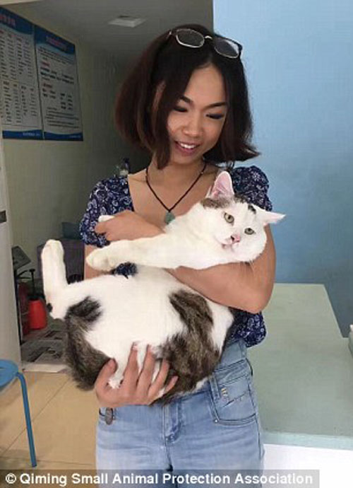 операция изменила жизнь кота