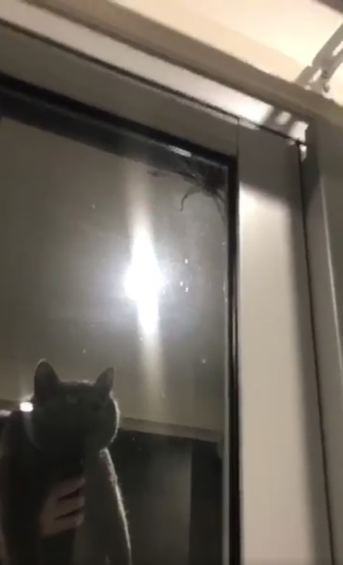 паука пытались напугать кошкой
