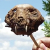 найден череп чупакабры