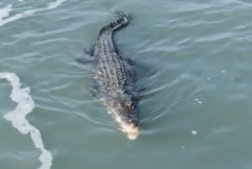 крокодил поймал акулу